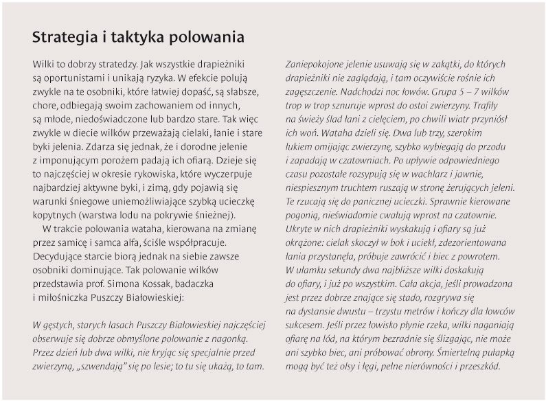 Przywództwo w grupie wilków